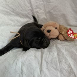 Spunky - Black male Labrador Retriever puppy in Water Valley, Mississippi from Three Lakes Labs & WHDs