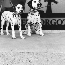 Dalmatian and Labrador Retriever Puppies from ECMO Farm Dalmatians & ECMO Farm Fox Red Labs