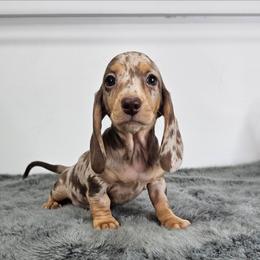 Chocolate and tan dapple female - Dapple female Dachshund puppy in Belle Rive, Illinois from Akin's Miniature Dachshunds, LLC