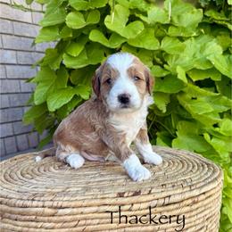 Thackery Binx - Red  male Goldendoodle puppy in Springville, Utah from JW Doodles