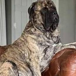 Mastiffs from Large Paw Masiffs