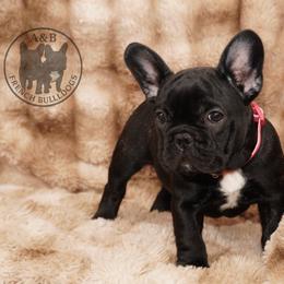 Girl 6 - Brindle female French Bulldog puppy in Schaumburg, Illinois from A & B French Bulldogs