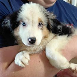 JENNA - Blue merle female Australian Shepherd puppy in Elk Creek, Missouri from Hearts on Fire Australian Shepherds