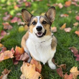 Clementine - Pembroke Welsh Corgi