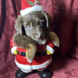 Girl 2 - Red tri female Toy Australian Shepherd puppy in Hokes Bluff, Alabama from Alegria Toy Aussies