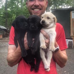 Labrador Retriever Puppies from Gray Light Kennels