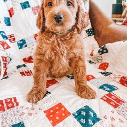 Franklin (Green Collar) - Red  male Goldendoodle puppy in Beaverton, Oregon from Henry Elliots