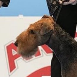 BERRY - Airedale Terrier