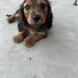 Dachshund Puppies from Steadfast station, mini dachshunds