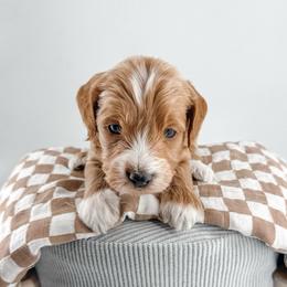 Rally - Red  male Goldendoodle puppy in Jamestown, Kentucky from Milk & Honey Doodles
