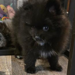 Hemi - Black male Pomeranian puppy in Bells, Texas from Lollipoppoms