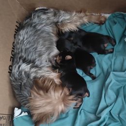 Little guy - Black and tan male Yorkshire Terrier puppy in Eagle Mountain, Utah from Jodi's Yorkies
