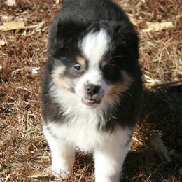 Bear - Black tri male Miniature Australian Shepherd puppy in Fairview, South Dakota from Dakota Toy Aussies