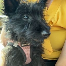Princess - Black female Scottish Terrier puppy in Mancelona, Michigan from Stefany Farm of Happiness