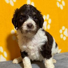 Luna - Tri-color female Bernedoodle puppy in Battle Creek, Michigan from T-Rose’s Bernedoodle & Pomsky Puppies