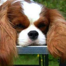 Cavalier King Charles Spaniel All Grown Up from Elizabeth Kessinger