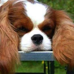 Cavalier King Charles Spaniel All Grown Up from Elizabeth Kessinger