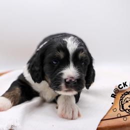 Aspen - Tri-color female Bernedoodle puppy in Edmond, Oklahoma from Rock N Roll Doodles