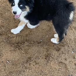 Boy 1 - Australian Shepherd puppy in Blum, Texas from 4P Poteet Farms