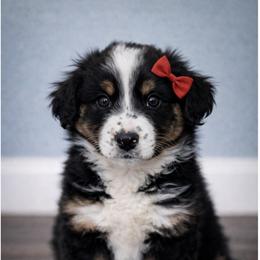Willow - Black tri-color female Australian Shepherd puppy in Traer, Iowa from Kelly Arndt
