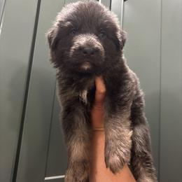 Odin - Blue male German Shepherd puppy in Watervliet, Michigan from M&M Shepherd Farms