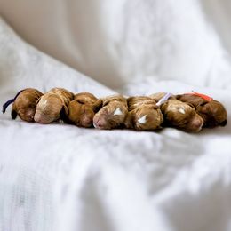 Cavapoo Puppies from Carolina Springs Breeding