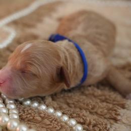 Coop - Red  male Goldendoodle puppy in Naples, Florida from Goldendoodles Of Naples,INC