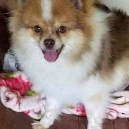 Pomeranians from Estep's Enchanted Garden 💚