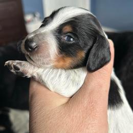 Bambi - Piebald female Dachshund puppy in Bruceton, Tennessee from Dachshund Dreams