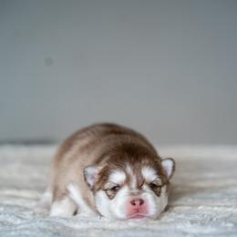 Darling - Red and white female Pomsky puppy in San Mateo, California from The Pomsky Garden