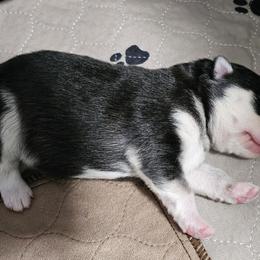 Pomeranian and Pomsky Puppies from CJ White's Poms and Pomskies