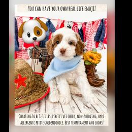 Emoji - Parti male Goldendoodle puppy in Pleasant Grove, Utah from Destination Doodles