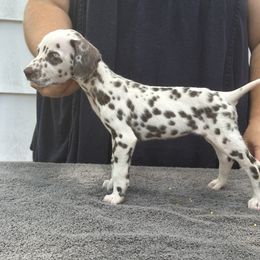 Girl 2 - White and liver brown Dalmatian puppy in Richmond, Virginia from Darrfield