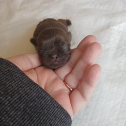 Bessie - Liver female Shih Tzu puppy in Brodnax, Virginia from Kbsshihtzus