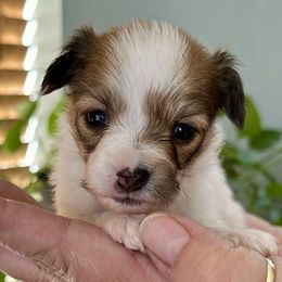 Faith - The Runt - Red female Papillon puppy in Young, Arizona from Papillons in Arizona