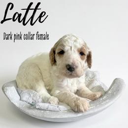 Latte - Parti female Goldendoodle puppy in Taylorsville, North Carolina from Doggone Dixie Doodles