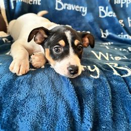Rat Terrier Puppies from The Puppy Patch Rat Terriers