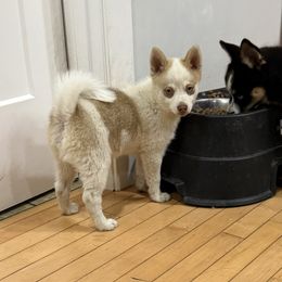 Clyde - Merle male Pomsky puppy in Doon, Iowa from Luxury Pomsky