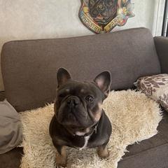 Romeo - French Bulldog