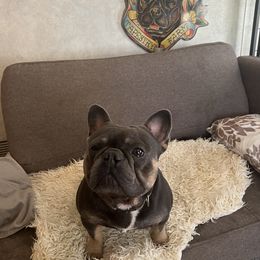 Romeo - French Bulldog