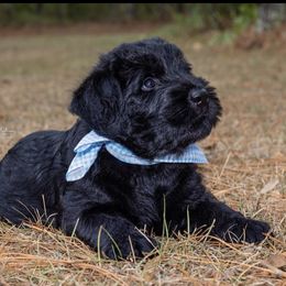 Giant Schnauzer Puppies from Giant Strides Giants