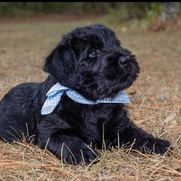 Giant Schnauzer Puppies from Giant Strides Giants