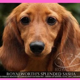 Sasha - 3,850 - Red female Dachshund puppy in Inverness, Florida from Royalworth Kennel