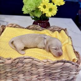Pink girl - Cream female Dachshund puppy in Fallon, Nevada from Silver State Dachshunds