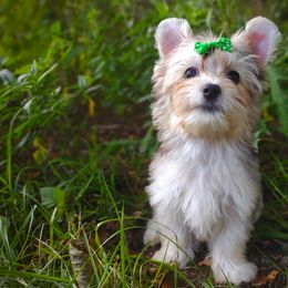 Companion Cross, Havanese, Mal-Shi, Maltese, Maltipoo, Morkie, and Shih Tzu Puppies from Seeking Shalom Acres Maltese, Maltipoos & Havamalts
