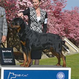 Bulleit - Rottweiler