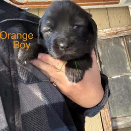 Orange - Gray male Sarplaninac puppy in Colorado Springs, Colorado from Pesky Redneck Mini Ranch