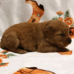 Bronco - Dark golden male Golden Retriever puppy in New Weston, Ohio from Bertke AKC Golden Retrievers and Bernese Mountain Dogs