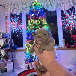 Aussiedoodle, Bulldog, Miniature Australian Shepherd, Poodle, and Toy Australian Shepherd Puppies from Mowry Creek Mini Aussiedoodles and More