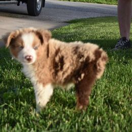 Yellow - Red merle Australian Shepherd puppy in Muscatine, Iowa from Horten K-9 Wiggles